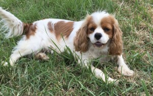 Blenheim cavalier "Carol", is a delightful girl. She is playful, happy  and lives to please. 
